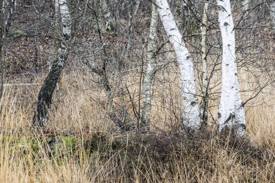 Birches (Betula pendula) in the moor, Emsland, Lower Saxony, Germany