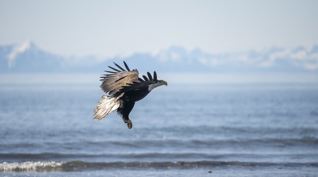 Bald eagle (Haliaeetus leucocephalus) in flight, Anchor Point at Cook Inlet, white mountain peaks of the Aleutian chain in the background, Anchor River State Recreation Area, Alaska, USA