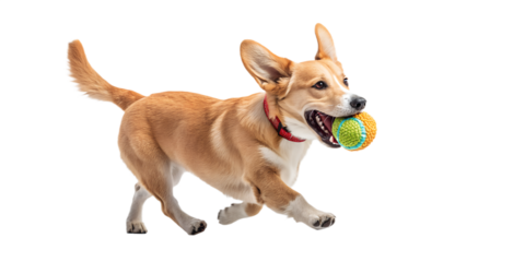 Dog walking forward carrying a toy. Dynamic playful dog pose isolated on transparent background, PNG.