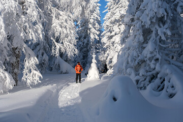 An athlete in a winter forest during a snowmobile ride. Winter in the Urals, Russia