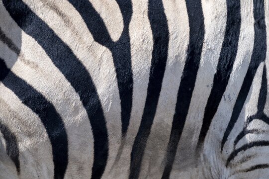 Burchell's zebra (Equus quagga burchellii), pattern, Etosha National Park, Namibia
