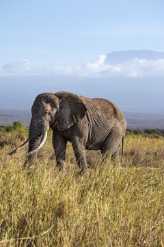 African elephant (Loxodonta africana) in picturesque landscape with the summit of Mount Kilimanjaro, the famous Super Tusker elephant Craig and Pascal, old male with long tusks, in atmospheric evening light, Kajiado County, Kenya