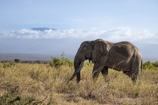 African elephant (Loxodonta africana) in picturesque landscape with the summit of Mount Kilimanjaro, the famous Super Tusker elephant Craig and Pascal, old male with long tusks, in atmospheric evening light, Kajiado County, Kenya