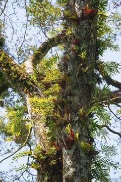Overgrown tree in jungle, Amani Nature Forest Reserve, Eastern Usambara Mountains, Tanga, Tanzania