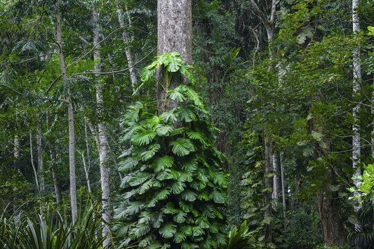 Overgrown tree in jungle, Amani Nature Forest Reserve, Eastern Usambara Mountains, Tanga, Tanzania