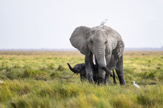 African elephant (Loxodonta africana), young animal killing, heron on the back, Amboseli National Park, Rift Valley Province, Kenya