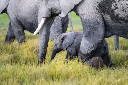 African elephant (Loxodonta africana) with baby, young and dam, Amboseli National Park, Rift Valley Province, Kenya