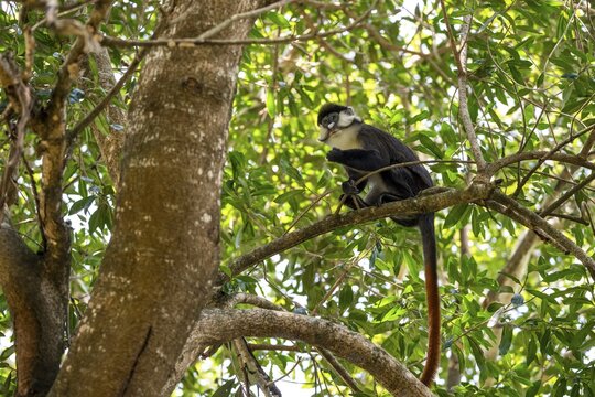 Red-tailed monkeys or Congo white-nosed monkeys (Cercopithecus ascanius schmidti), Kibale National Park, Uganda