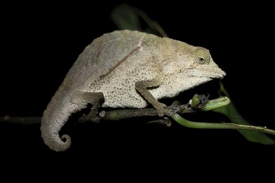 Zomba dwarf chameleon (Rieppeleon brachyurus), white chameleon on a branch at night, Amani Nature Forest Reserve, Eastern Usambara Mountains, Tanga, Tanzania