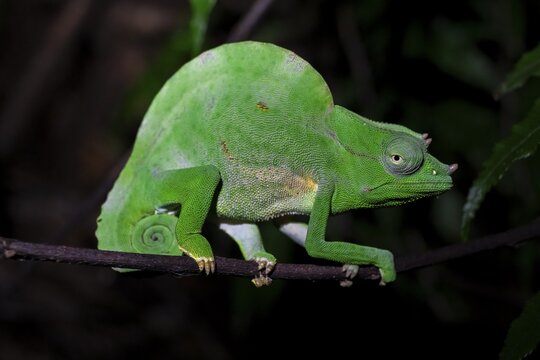 Usambara three-horned chameleon (Trioceros deremensis), chameleon on a branch at night, Amani Nature Forest Reserve, Eastern Usambara Mountains, Tanga, Tanzania