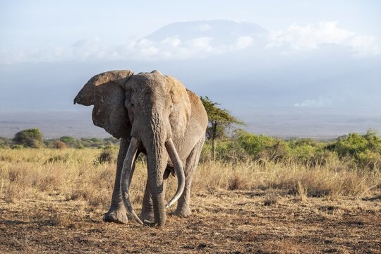 African elephant (Loxodonta africana) in picturesque savanna landscape with the summit of Mount Kilimanjaro, the famous Super Tusker elephant Craig, old male with long tusks, in the evening light, Kajiado County, Kenya