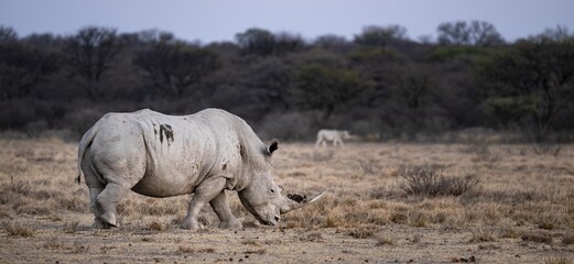 Southern white rhinoceros (Ceratotherium simum simum), Khama Rhino Sanctuary, Serowe, Botswana