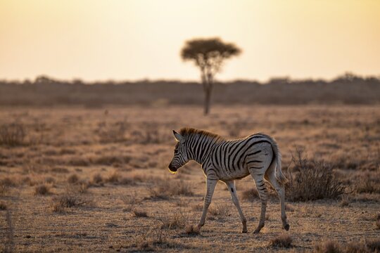 Plains zebra (Equus quagga), young animal, in dry savannah, in the evening light, Kruger National Park, South Africa