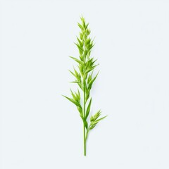 Obraz premium Green Plant Stem Isolated on White Background with Fresh Leaves in Natural Light for Design and Decoration
