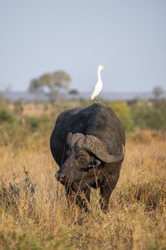 Cattle egret (Bubulcus ibis) sitting on the back of a Cape buffalo (Syncerus caffer caffer), bull standing in dry grass, African savannah, funny, Kruger National Park, South Africa