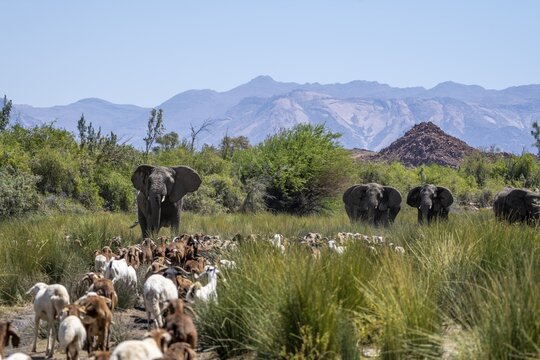 Conflict between livestock and wildlife, herd of goats and desert elephants in the riverbed of the Ugab River, Brandberg, Namibia