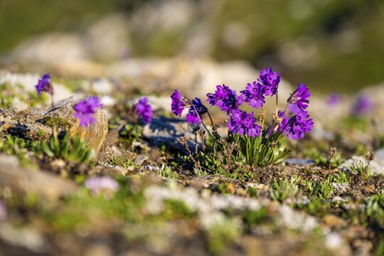 Clusius Primula (Primula clusiana), Hohen Tauern, Austria