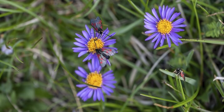 Blood droplet on alpine aster (Aster alpinus), Hohe Tauern, Austria