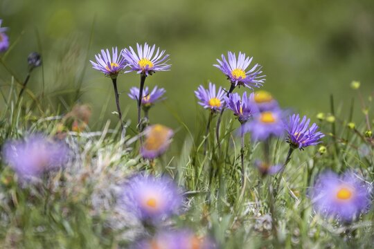 Alpine aster (Aster alpinus), Hohe Tauern, Austria