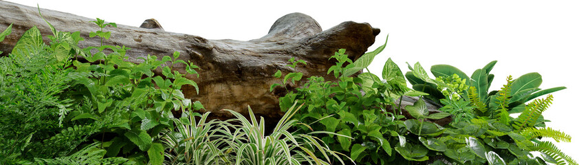 3D render of a garden decorated with tree stumps and tropical plants against a transparent background	
