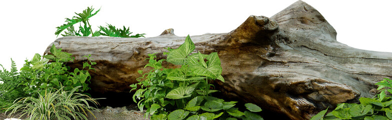 3D render of a garden decorated with tree stumps and tropical plants against a transparent background	
