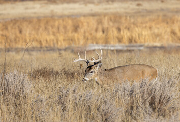 Buck Whitetail Deer During the Rut in Colorado in Autumn