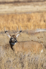 Fototapeta premium Buck Whitetail Deer During the Rut in Colorado in Autumn