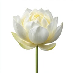 Fototapeta premium Elegant White Lotus Flower Blooming with Delicate Petals Against a Soft Background in Natural Light