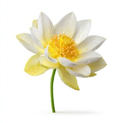 Obraz premium Beautiful white lotus flower with yellow center and water droplets on petals, symbol of purity and tranquility, isolated on white background