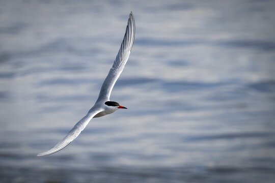 Arctic Arctic Tern (Sterna paradisea) in flight, Wadden Sea, North Frisia, Schleswig-Holstein, Germany