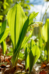 Obraz premium Closeup of flowering Lily of the valley plants (Convallaria majalis)