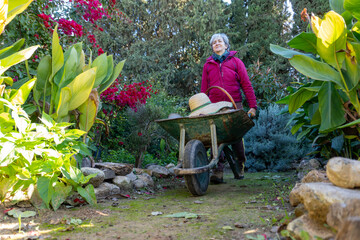 Senior woman enjoying her gardening hobby, pushing a wheelbarrow through a lush garden path outdoors