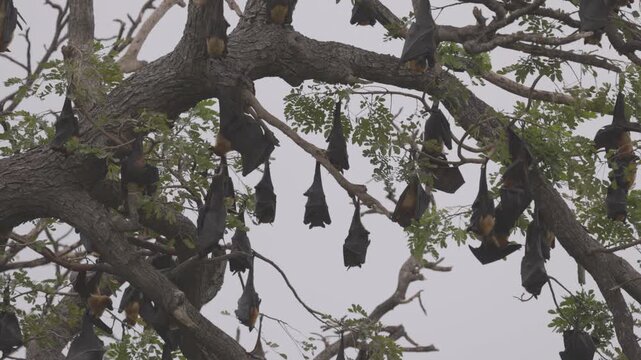 Large colony of Indian flying foxes Pteropus medius roosting on a tree in tropical forest, showing natural wildlife behavior. Animal footage in Slow motion video. ProRes 422 10 bit C-LOG video.