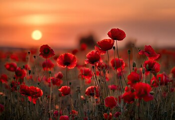 Obraz premium Field of vibrant red poppies silhouetted against a warm, glowing sunset sky
