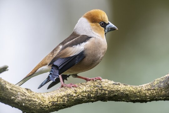 Hawfinch (Coccothraustes coccothraustes), Emsland, Lower Saxony, Germany