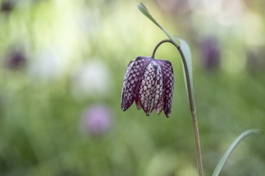 Snake's head fritillary (Fritillaria meleagris), Emsland, Lower Saxony, Germany