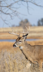 Buck Whitetail Deer During the Rut in Colorado in Autumn