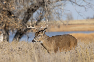 Fototapeta premium Buck Whitetail Deer During the Rut in Colorado in Autumn