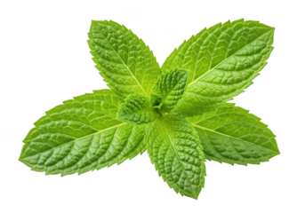 A vibrant sprig of fresh mint leaves showcasing its delicate texture and green hue transparent background