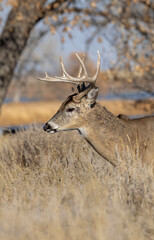 Fototapeta premium Buck Whitetail Deer During the Rut in Colorado in Autumn