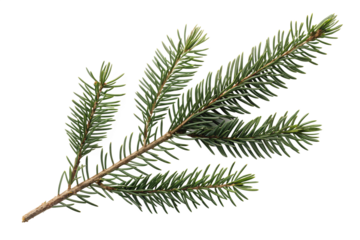 A single fir tree branch isolated on a transparent background