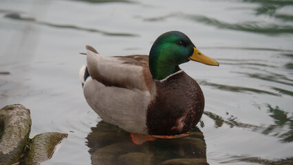 Male mallard duck