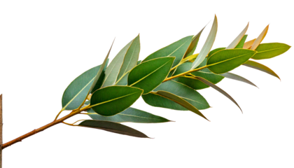  Eucalyptus branch with pointed green leaves and yellow stem plant, isolated on a white or tr.png