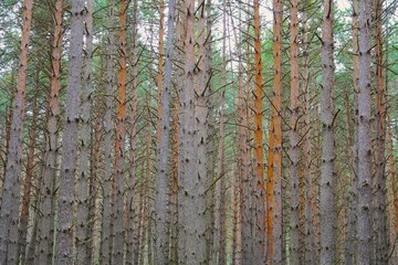 Photograph of pine tree trunks in a very dense forest, creating a natural background with strong vertical lines and depth. Woodland scene with rich textures and a calm, atmospheric mood.