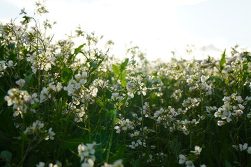 Horizontal photo of a wild white flower in a field in spring. Variety: Diplotaxis erucoides
