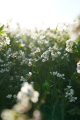 Vertical photo of a wild white flower in a field in spring. Variety: Diplotaxis erucoides