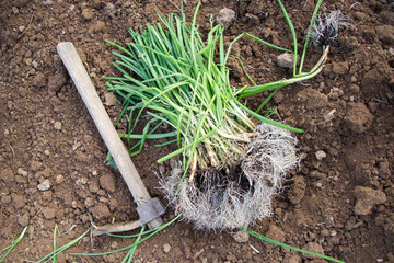 Spring onions for planting and a gardening tool in rich soil