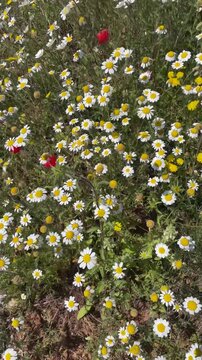 Vertical video of various flowers in different colors blooming during spring. Colorful floral scene with natural light and gentle movement, representing growth, freshness, and seasonal renewal.