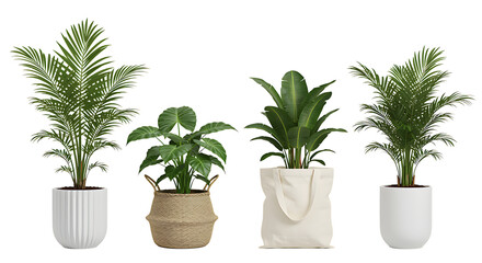 Four diverse potted houseplants arranged together creating a vibrant botanical display on transparent background.