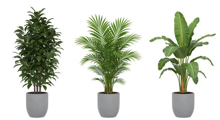Three vibrant potted tropical plants with differing leaf structures on transparent background.